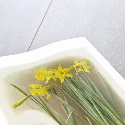 Narcissus Hispanicas Bujei, 1992 by Raymond Booth