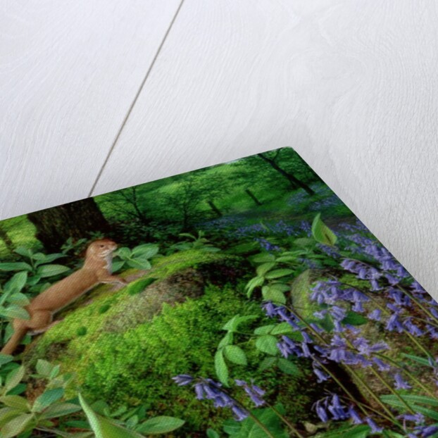 Weasel with Spring Flowers, 1997 by Raymond Booth