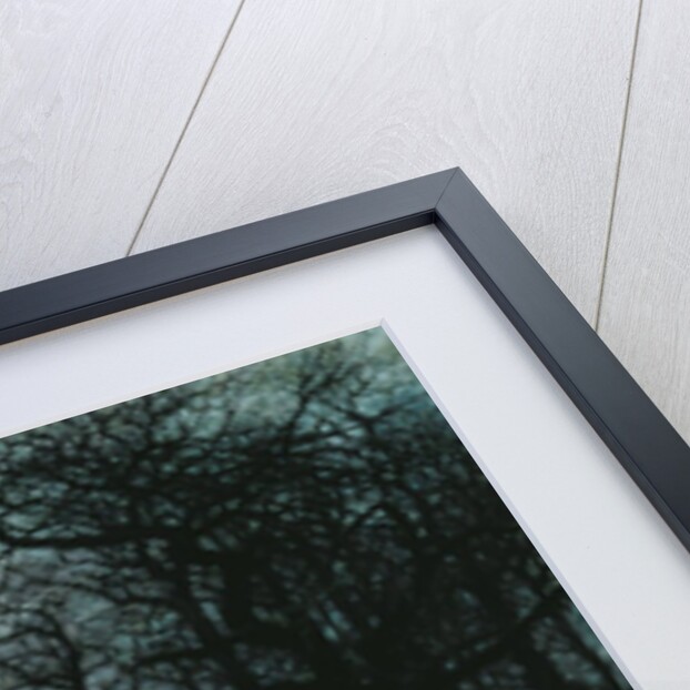 Midwinter in the Woods, 1999 by Raymond Booth