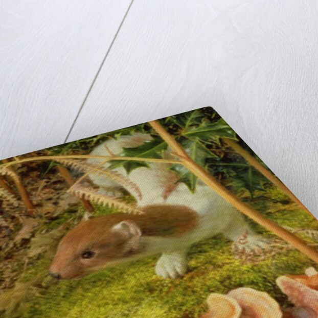 Stoat in Winter, 2000 by Raymond Booth