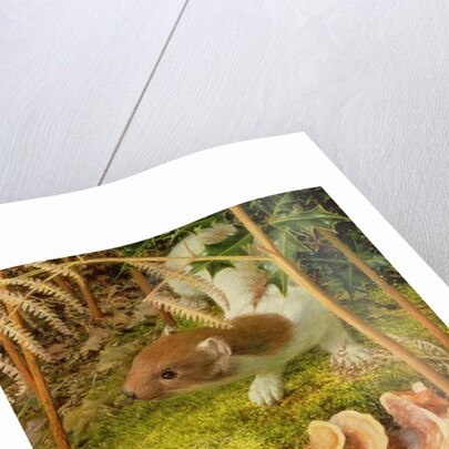 Stoat in Winter, 2000 by Raymond Booth