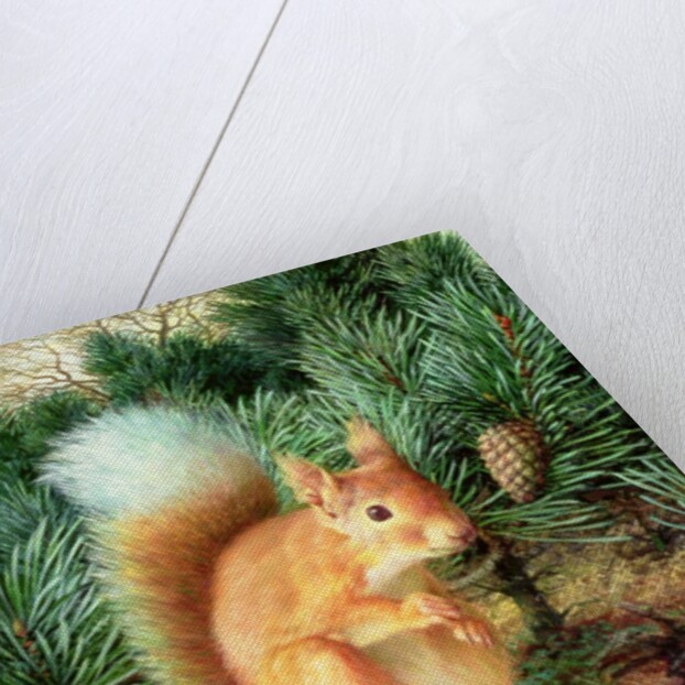 Red Squirrel, 1999 by Raymond Booth