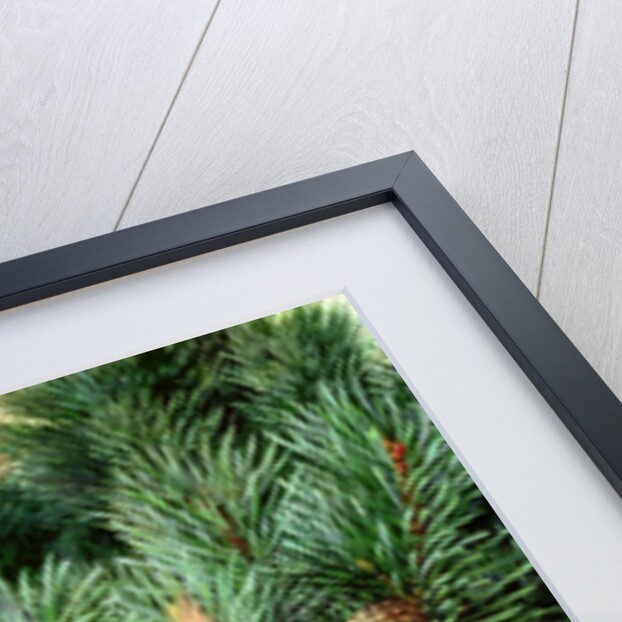 Red Squirrel, 1999 by Raymond Booth