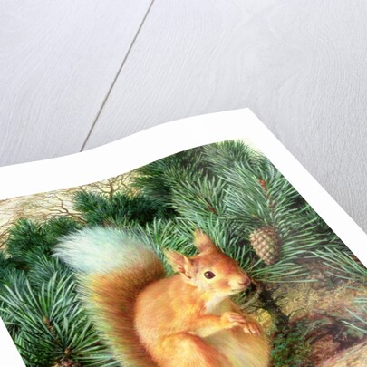 Red Squirrel, 1999 by Raymond Booth
