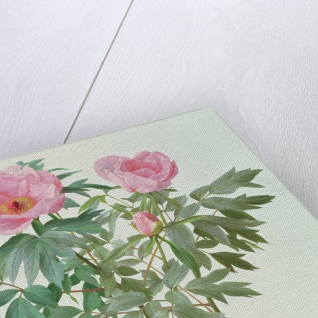 Japanese Tree Paeony, 1996 by Raymond Booth