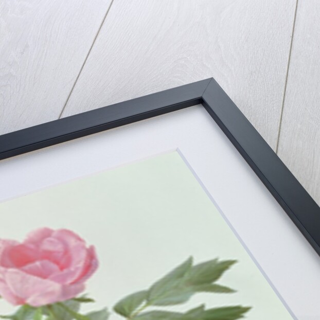 Japanese Tree Paeony, 1996 by Raymond Booth