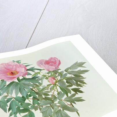 Japanese Tree Paeony, 1996 by Raymond Booth