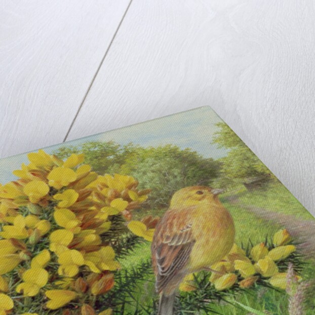 Gorse and Yellow Hammer, 2000 by Raymond Booth