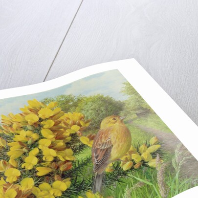 Gorse and Yellow Hammer, 2000 by Raymond Booth