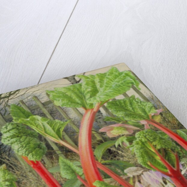 In the Rhubarb Patch, 2000 by Raymond Booth