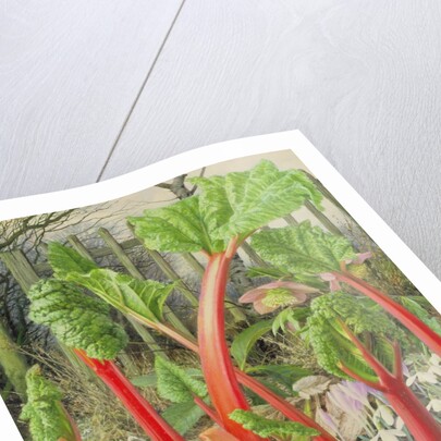 In the Rhubarb Patch, 2000 by Raymond Booth