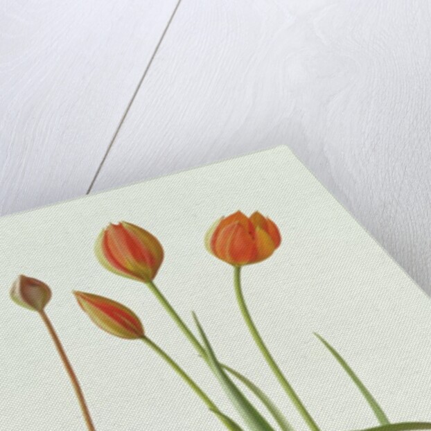 Tulipa Whittallii, 1992 by Raymond Booth