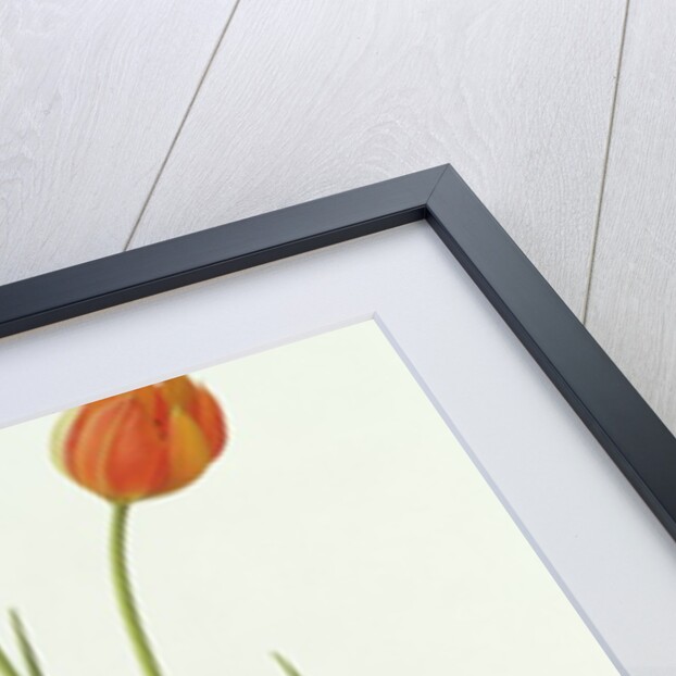 Tulipa Whittallii, 1992 by Raymond Booth