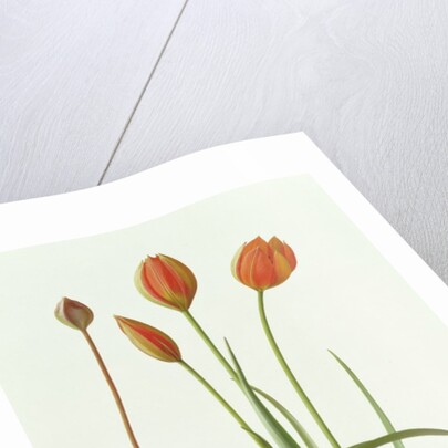 Tulipa Whittallii, 1992 by Raymond Booth