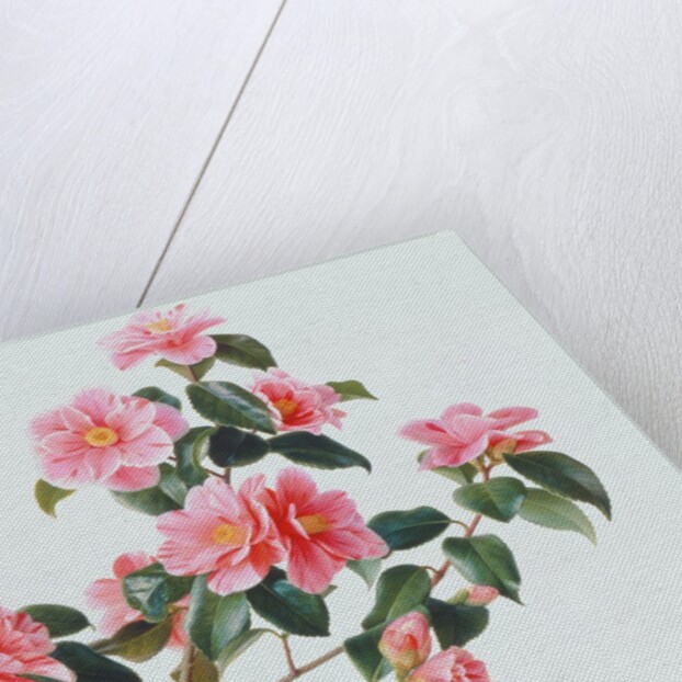 Camellia Japonica Tricolor, 1997 by Raymond Booth