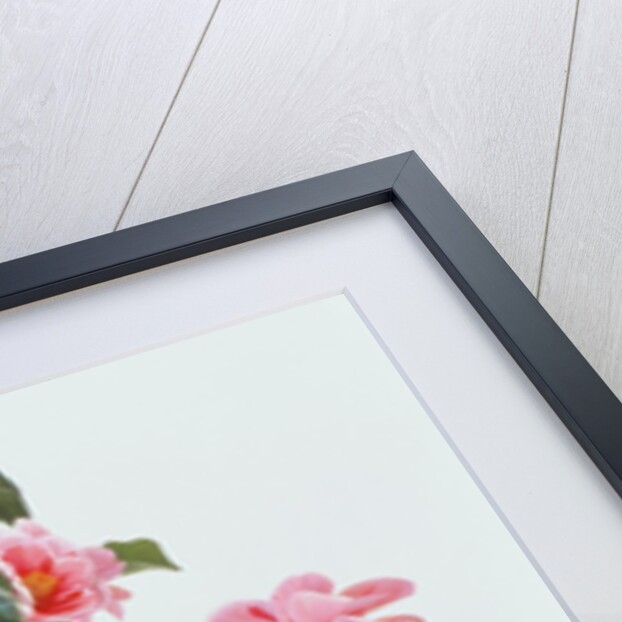 Camellia Japonica Tricolor, 1997 by Raymond Booth