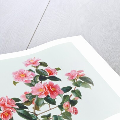 Camellia Japonica Tricolor, 1997 by Raymond Booth