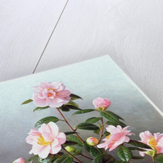 Camellia Japonica Variety, 1993 by Raymond Booth