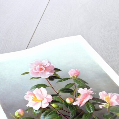 Camellia Japonica Variety, 1993 by Raymond Booth