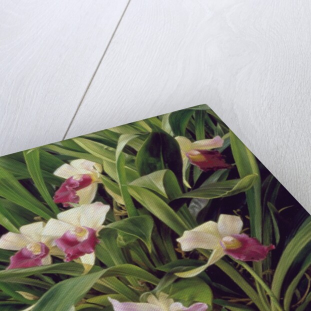 Cochleanthus Hybrid, 1992 by Raymond Booth