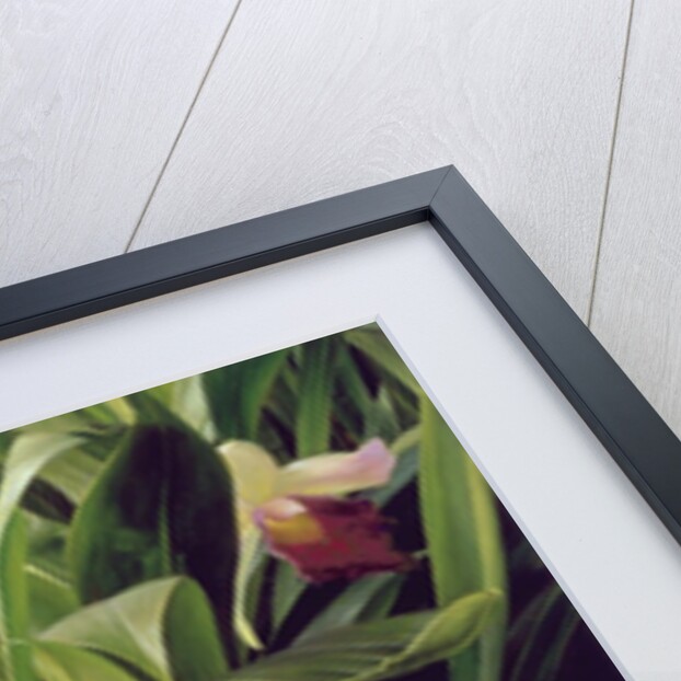 Cochleanthus Hybrid, 1992 by Raymond Booth