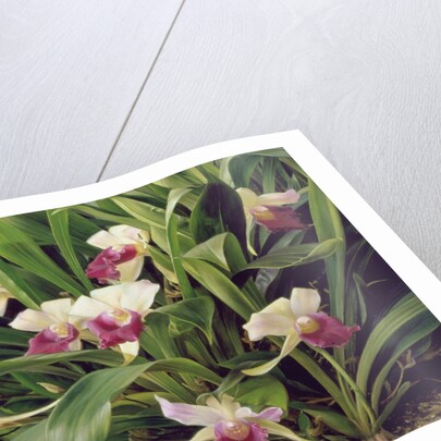 Cochleanthus Hybrid, 1992 by Raymond Booth