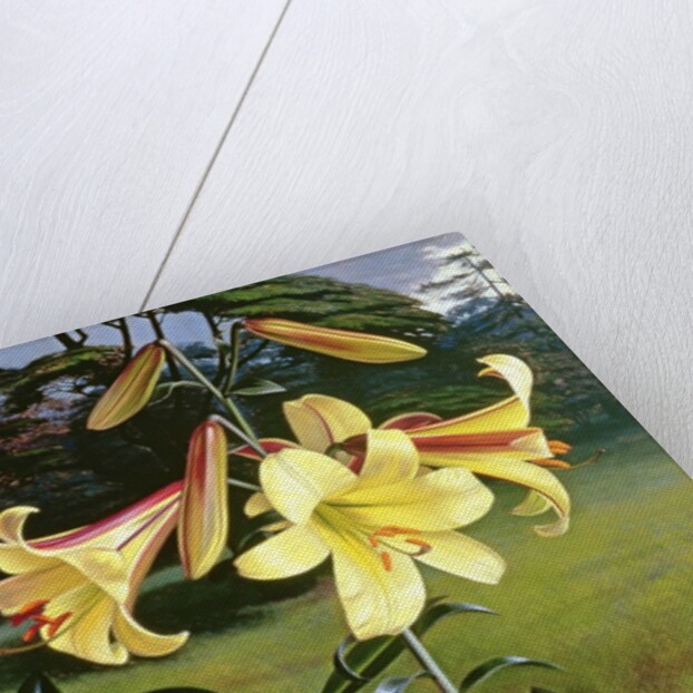 Lilium Golden Clarion, 1960 by Raymond Booth