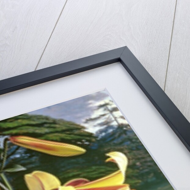 Lilium Golden Clarion, 1960 by Raymond Booth