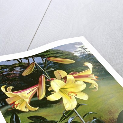 Lilium Golden Clarion, 1960 by Raymond Booth