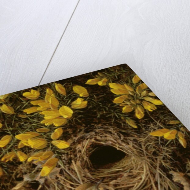 Study of a Wren at its Nest in a Gorse Bush, 1976 by Raymond Booth