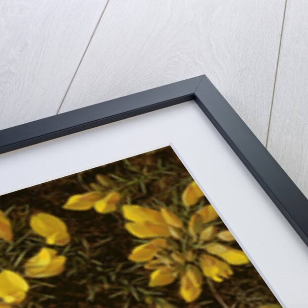 Study of a Wren at its Nest in a Gorse Bush, 1976 by Raymond Booth