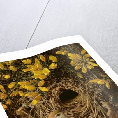 Study of a Wren at its Nest in a Gorse Bush, 1976 by Raymond Booth