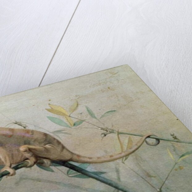 Chameleon, 1901 by Edwin John Alexander