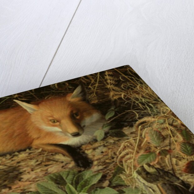 The Fox, 1971 by Raymond Booth