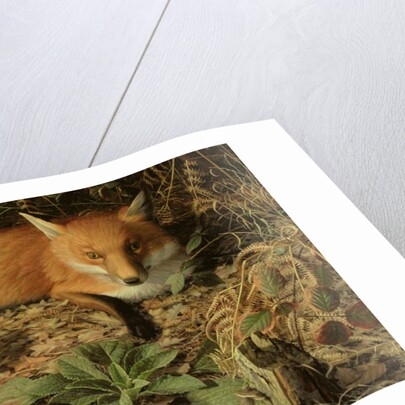 The Fox, 1971 by Raymond Booth