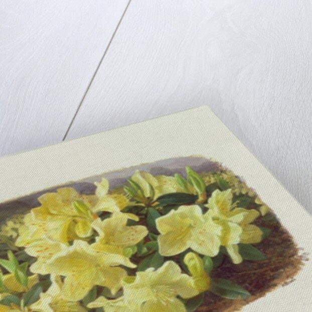 Rhododendron Keiski by Raymond Booth