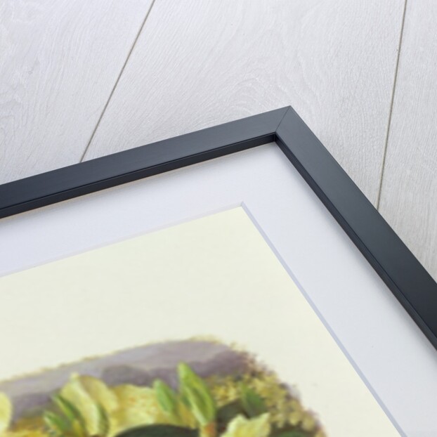 Rhododendron Keiski by Raymond Booth