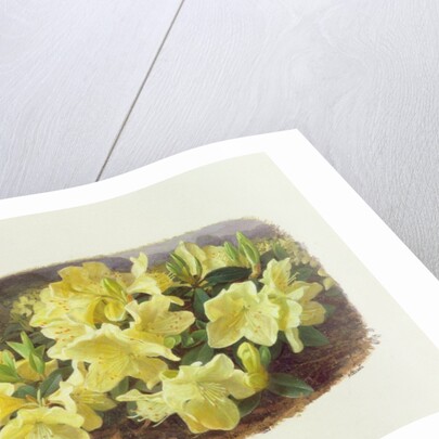 Rhododendron Keiski by Raymond Booth