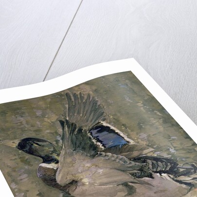 Mallard Rising by Joseph Crawhall