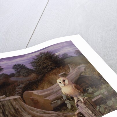 Barn Owl at Dawn, 1980 by Raymond Booth