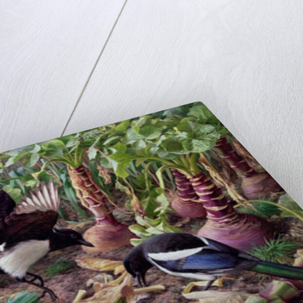 Magpies in the Vegetable Garden by Raymond Booth