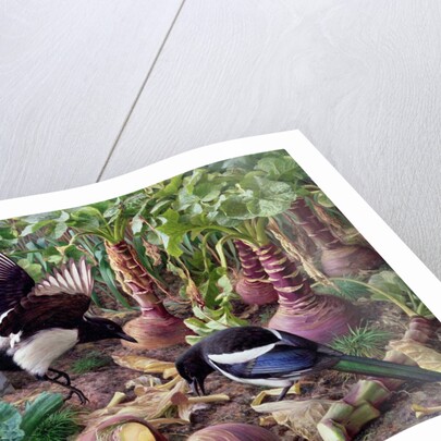 Magpies in the Vegetable Garden by Raymond Booth