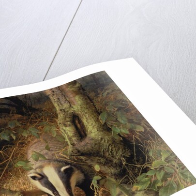 Badgers, 1982 by Raymond Booth