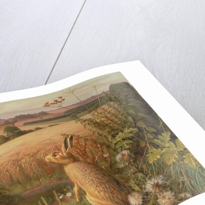 Hare in a Field, 1980 by Raymond Booth