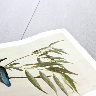 Kingfisher, 1974 by Raymond Booth