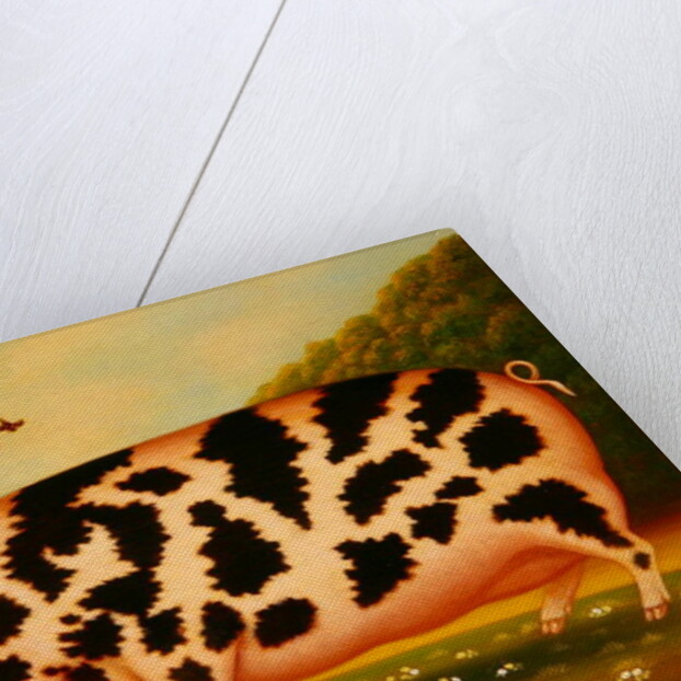 Old Spot Pig, 1998 by Frances Broomfield