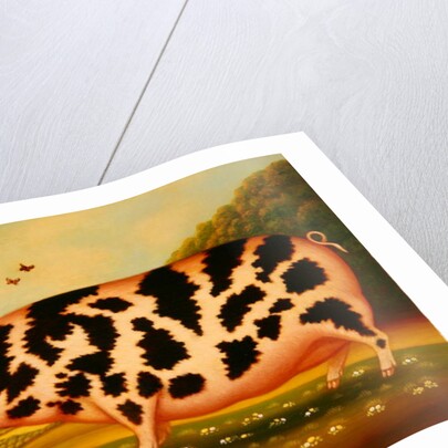 Old Spot Pig, 1998 by Frances Broomfield