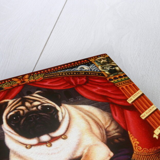 Nabokov's Pug, 2006 by Frances Broomfield