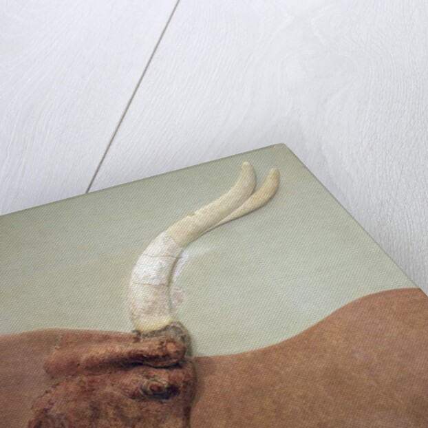 Fragment of plaster relief fresco showing a hunted bull by Minoan Minoan