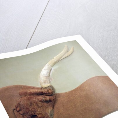 Fragment of plaster relief fresco showing a hunted bull by Minoan Minoan